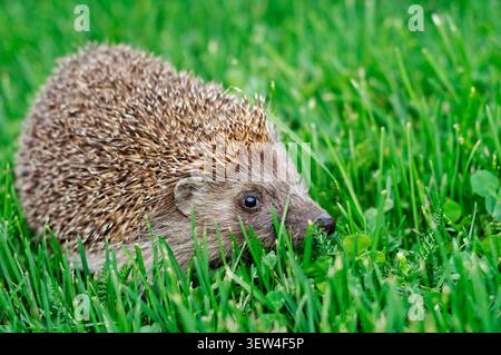 Igel in einem Garten in England, Großbritannien Stockfoto