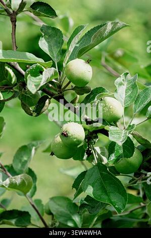 Grüne Äpfel der legendären frühen Sorte Bely Naliv ( Malus domestica) auf dem Baum. Ausgezeichnet für die Reifung im Juli, kalte Härte und süß-säuerliche Erfrischung Stockfoto