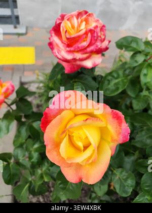 Nahaufnahme der schönen gelben und roten Hybrid-Tee-Rose Blumen blüht im Garten. Stockfoto