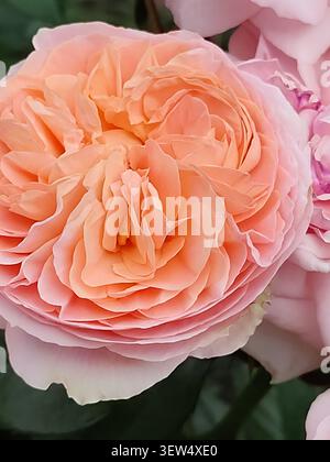 Blütenknospen mit Pfirsichblüten und rosa Rosen in einer Sommergartenblüte. Blumenhintergrund Stockfoto