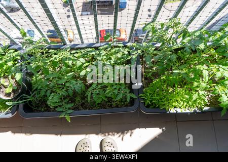 Tomatenpflanzen wachsen in Töpfen im Balkon-Garten der Wohnung. Hobbyhauspflanzen Stockfoto