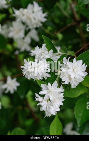 Makro des blühenden Philadelphus coronarius Virginal, auch bekannt als Mock Orange oder Garten Jasmin. Duftende, weiße Doppelblumen (Philadelphus coronari Stockfoto