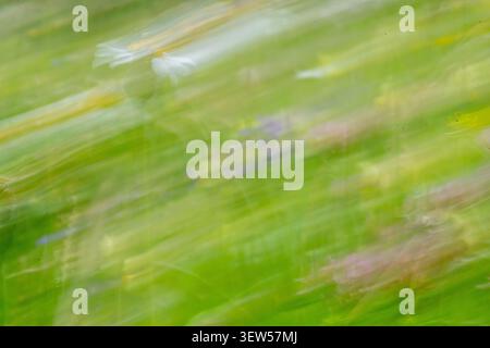 Wilde Wiesenblumen wehen im Wind – langsame Verschlusszeit und Kameraruck erfasst Bewegungen. Stockfoto