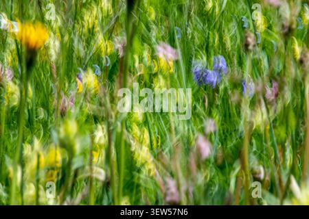 Wilde Wiesenblumen wehen im Wind – langsame Verschlusszeit und Kameraruck erfasst Bewegungen. Stockfoto