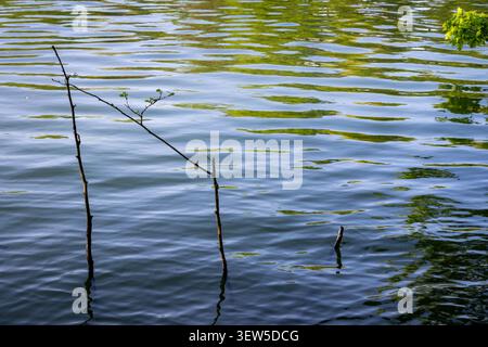 Wellen und Reflexionen auf der Wasseroberfläche am Mercers Lake in der Nähe von Merstham, Surrey, Großbritannien. Stockfoto