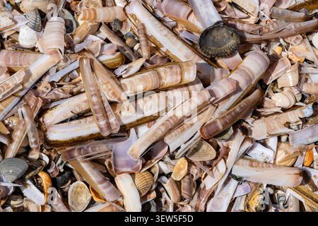 Ansammlung von Atlantischen Jackmessermuscheln und anderen Muschelmuscheln, die an der niederländischen Nordseeküste angespült wurden Stockfoto