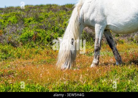 Weißes Welsh Mountain Pony weidet auf dem Long Mynd Hill in Shropshire, Großbritannien Stockfoto