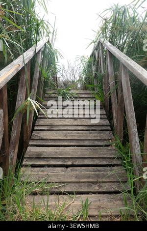 Rustikaler hölzerner Brückenweg, umgeben von üppig grünen, hohen Schilf und wilder Vegetation, die unter hellem Himmel nach oben führt. Stockfoto