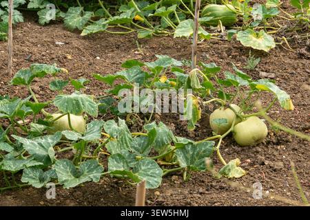 Unreife grüne Kürbisse, die auf kriechenden Reben mit großen Blättern in einem Bio-Garten wachsen. Stockfoto