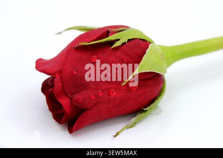 Eine einzelne rote Rose mit Wassertropfen auf weißem Hintergrund. Stockfoto