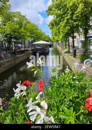 Das Leben in der Blüte Stockfoto