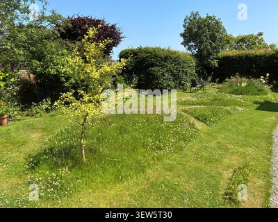 Kein Mähen Mai - große Teile eines Gartenrasens wurden im Mai 2026 in Großbritannien nicht geschnitten - die wilden Blumen und das hohe Gras ziehen im Juni viele Insekten an Stockfoto