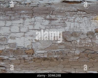 Die Textur eines alten Baumstamms mit Rissrinde und Spuren abblätternder weißer Farbe. Die Holzoberfläche ist mit einem tiefen Netz von Rissen bedeckt Stockfoto