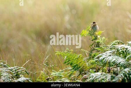 Kleine Vogelsitze auf Farnwedel. Goldenes Licht taucht wildes Grasfeld auf. Farne sind taufrisch, leuchtend grün. Der Vogel blickt ruhig und aufmerksam auf die Umgebung. Na Stockfoto