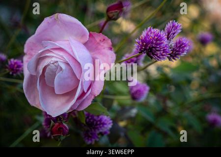Rosa Rose mit Globe Amaranth mit einem Bokeh-grünen Hintergrund Stockfoto