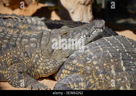 Nahaufnahme des schlafenden Krokodils an Land Stockfoto