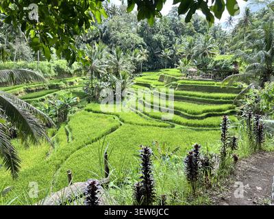 Üppig grüne Reisterrassen umgeben von tropischem Dschungel und exotischen Pflanzen auf der Tegallalang Rice Terrace, Ubud, Bali, Indonesien. Stockfoto