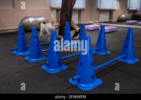 Ein Jack Russell Terrier springt während einer Agilitätsstunde über Hindernisse. Stockfoto