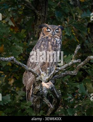 Junge Großhorneule Auf Hochsitz Stockfoto