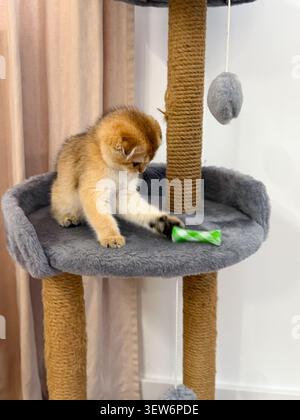 Spielen Sie Scottish Fold Golden Chinchilla Kätzchen und erkunden Sie Katzenbaumplattform mit farbenfrohem Spielzeug in einem modernen Zuhause Stockfoto