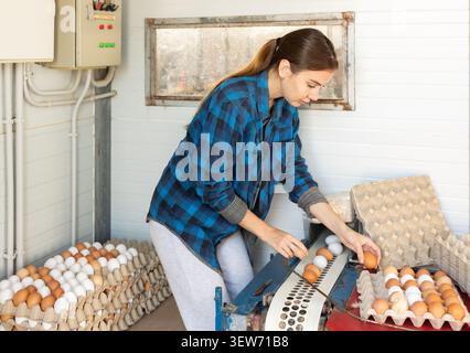 Fokussierte Farmerinnen sortieren und verpacken Hühnereier auf dem Bauernhof Stockfoto