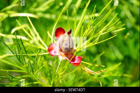 Eine Nahaufnahme von Paeonia tenuifolia, Paeonia tenuifolia haarige flauschige Samenkapsel auf dem Hintergrund von Grün in der Natur Stockfoto