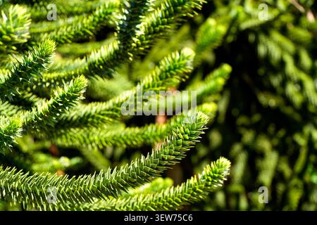 Affen Puzzle Baumzweige aus nächster Nähe, Araucaria araucana grünes Laub Makro. Chilenische Kiefernaffen Puzzlebaum aus nächster Nähe, scharfe Araucaria araucana folia Stockfoto