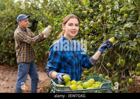 Porträt einer professionellen jungen Gärtnerin, die reife Zitronen in der Frühjahrssaison pflückt. Reife Zitronen hängen am Baum. Stockfoto