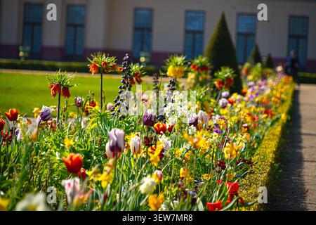 Bunte Tulpen und Kronimperial-Blumenbeet im Schlossgarten Charlottenburg, Berlin, Deutschland Stockfoto