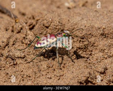 Blowout Tiger Beetle (Cicindela formosa) auf sandigem Boden in der Nähe von Florence, Colorado, USA, im Blue Heron Park, Sanddünen Blowout Habitat Insecect. Stockfoto
