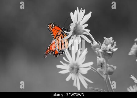 Selektive Farben, leuchtendes Orange Monarch Schmetterling hebt sich vor dem schwarz-weißen Hintergrund ab Stockfoto