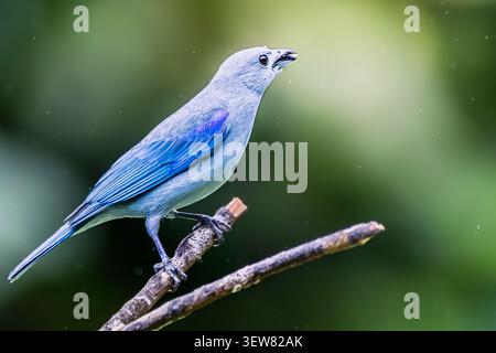 Ein atemberaubendes Nahaufnahmeporträt eines wilden Blaugrauten Tangaren (Thraupis episcopus), der einen Samen im Schnabel hält, während er auf einem nassen Ast sitzt, Costa Rica Stockfoto
