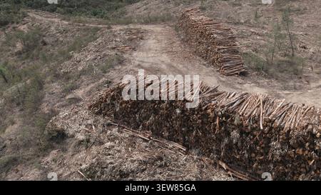 Luftaufnahme großer Stapel von Eukalyptusstämmen, die in einem gerodeten Waldgebiet für die Papierpastenindustrie in Portugal gestapelt sind. Stockfoto