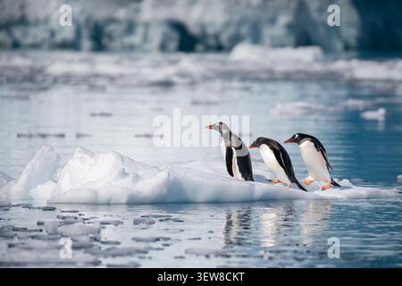 Drei Gentoo-Pinguine stehen zusammen auf einer schwimmenden Eisscholle im ruhigen Wasser der Antarktischen Halbinsel, umgeben von treibendem Meereis und Eis Stockfoto