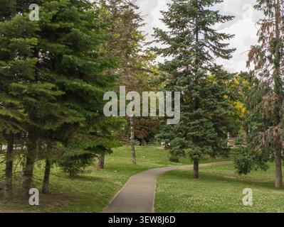 Gewundener Fußweg durch den Tasmajdan Park in Belgrad, landschaftlich schöner grüner Rasen mit hohen Tannen in Serbien. Stockfoto