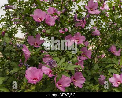 Dichte Gruppe von blühenden rosa Hibiscus syriacus Blumen, schöne Rose des Sharon Busches floraler Hintergrund. Stockfoto