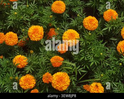 Honigbiene sammelt Nektar auf orangen Ringelblumen Nahaufnahme, blühendes Tagetes erecta Feld mit einer Bestäuberbiene im Sommer. Stockfoto