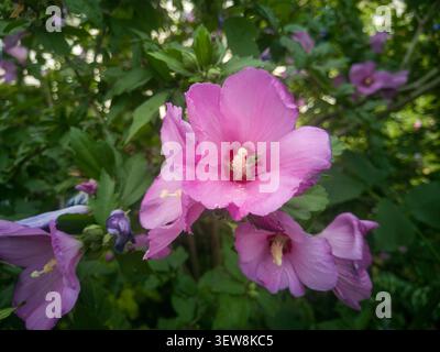 Wunderschöne rosafarbene Hibiscus syriacus Blüten auf einem Busch, Nahaufnahme einer Rose of Sharon Blüte mit grünem Laub. Stockfoto