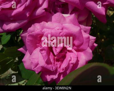 Leuchtende, heiße rosa Rosenblüte in voller Blüte in Nahaufnahme, schöner magentafarbener Rosenkopf mit reichhaltiger, mehrschichtiger Blütenstruktur. Stockfoto