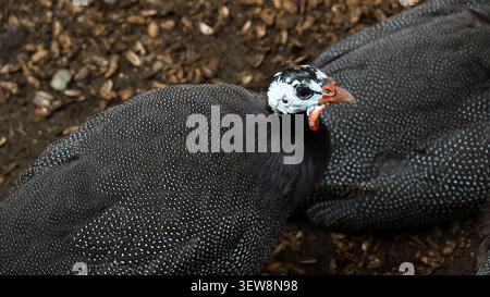 Helm-Guineaeule mit gesprenkelten Gefieder auf unbefestigtem Boden, hoher Blickwinkel Stockfoto