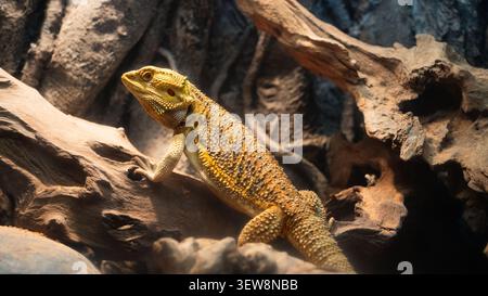 Bärtiger Drache auf einem großen Stück Treibholz in einem Terrarium, Seitenprofil Ansicht Stockfoto