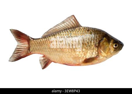 Natürliche Flusskreuzierkarpfenfische auf weißem Hintergrund. Lebende Fische isoliert. Stockfoto