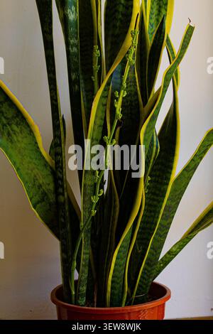 Nahaufnahme der blühenden Pflanze Sansevieria in Blumentopf auf dem Boden in der Nähe der Wand in Wohnung und Wohndesign und Inneneinrichtung und Lifestyle Stockfoto