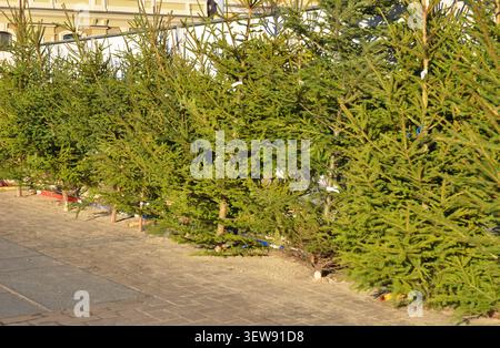 Frische Balsamtanne Weihnachtsbäume zum Verkauf auf dem Tannenmarkt. Wählen Sie den perfekten Weihnachtsbaum. Stockfoto