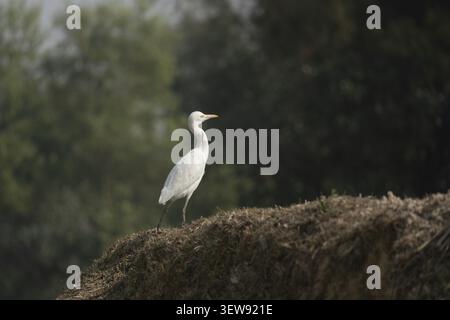 Rinderreiher (Bubulcus ibis) auf einem geernteten Reisfeld, Sreepur, Gazipur, Bangladesch Stockfoto