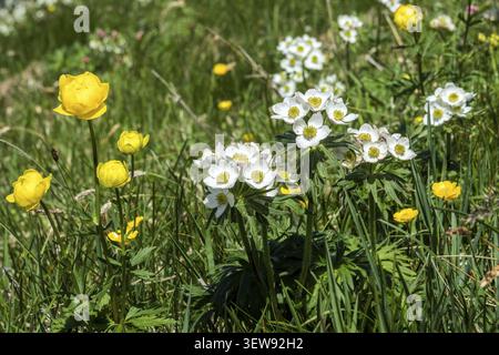 Trollblume (Trollius europaeus), Narzissenblüte Anemone (Anemone narcissiflora), auch bekannt als Narzissenblüte Windblume oder Alpenküken Stockfoto