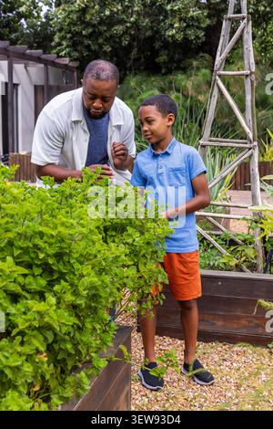 Afroamerikanischer Vater und männliches Kind beugen sich über Hochbeete im Hinterhof und inspizieren Kräuterblätter Stockfoto