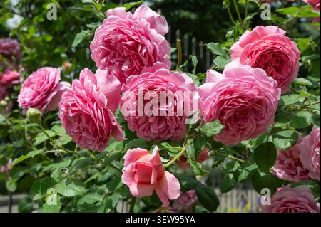 Großer Busch großer rosafarbener Rosen Stockfoto