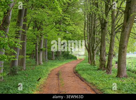 Kurviger Schotterweg, der sich im Frühjahr durch einen üppig grünen Laubwald mit hohen Bäumen schlängelt Stockfoto