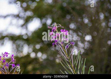 Hummel bestäubt violette fireweed Blume mit Bokeh Hintergrund Stockfoto